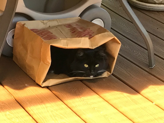 Zoe In Her Paper Bag
