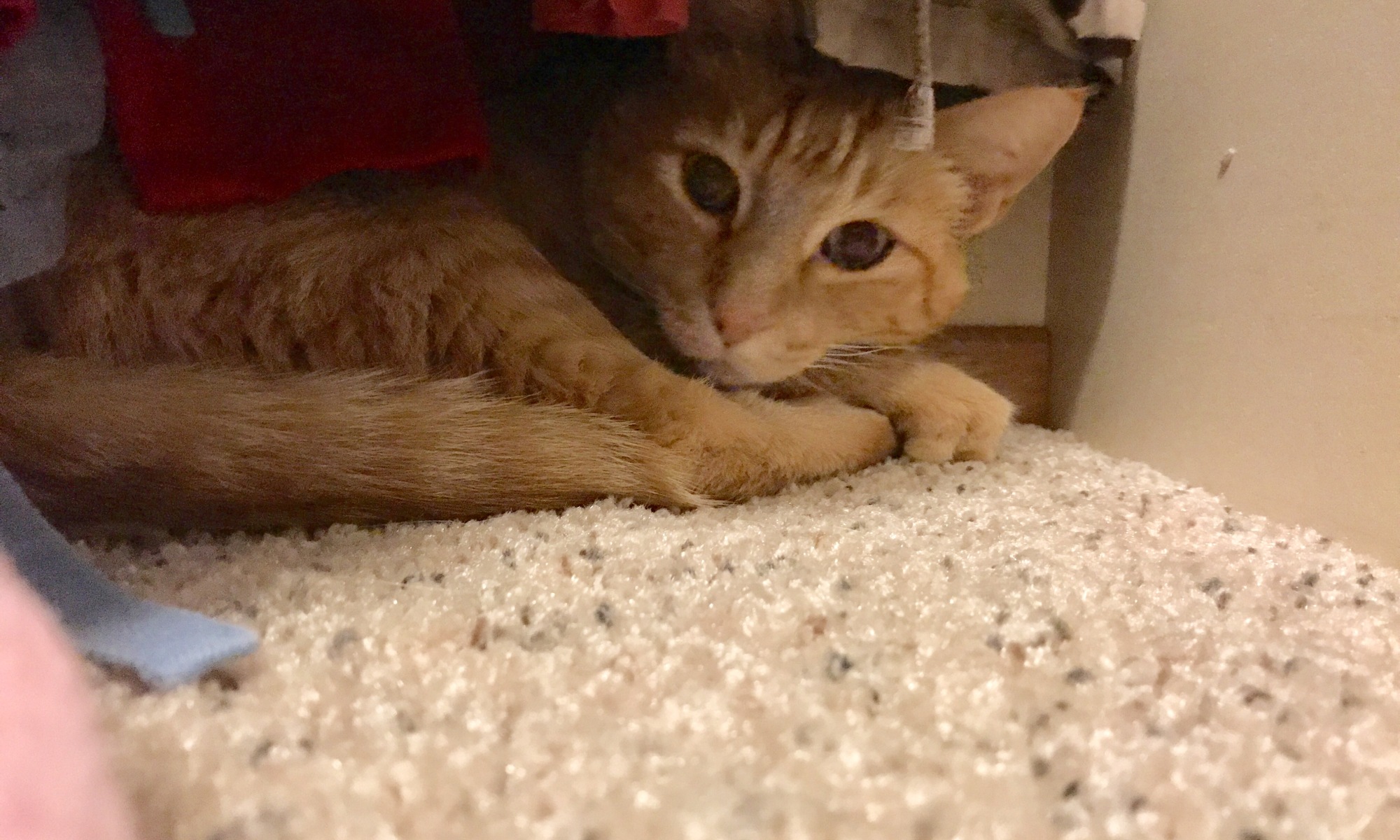 Raja Kitty Hiding In The Closet