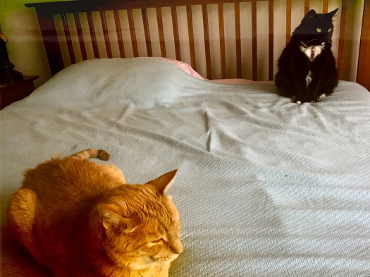 Kitties Zoe And Raja On The Bed