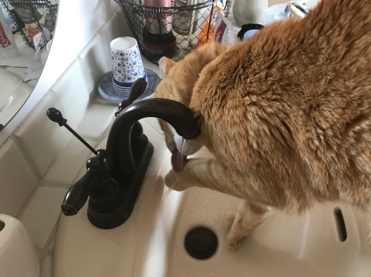 Raja Kitty Drinking Off His Paw Original