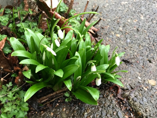 Snowdrops Blooming