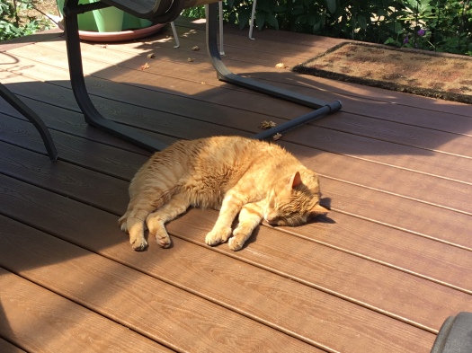 Raja Lying On The Deck
